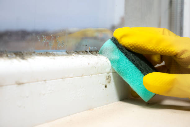 Best Commercial Mold Removal  in Innsbrook, VA