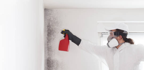Best Affordable Mold Removal  in Innsbrook, VA