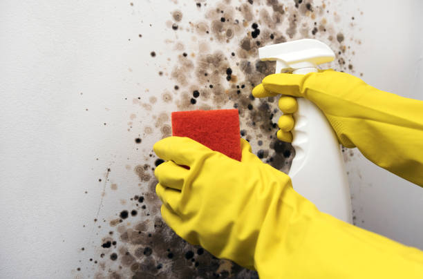 Best Emergency Mold Removal  in Innsbrook, VA