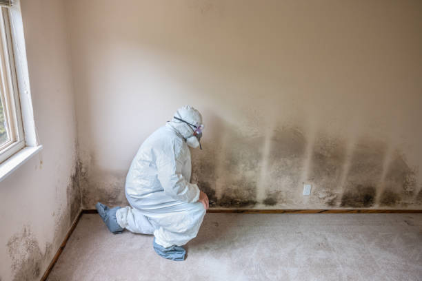 Best Attic Mold Removal  in Innsbrook, VA