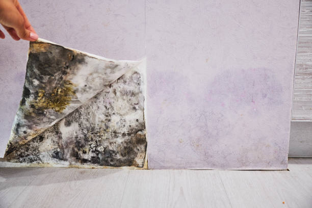 Best Home Mold Removal  in Innsbrook, VA
